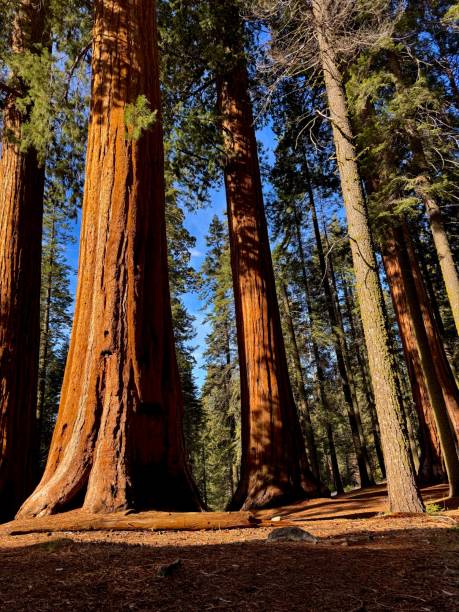 istock Giant sequoia tree forest at roadside pullout in sequoia national park California 2191770307