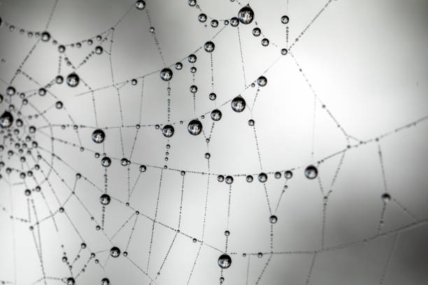 istock Macro detail of some dew drops on a spider web 2191771406