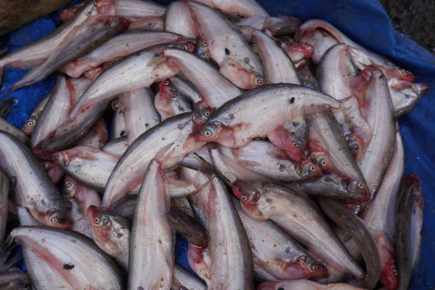istock Butterfish or pabda fish is a type of catfish 2191771933