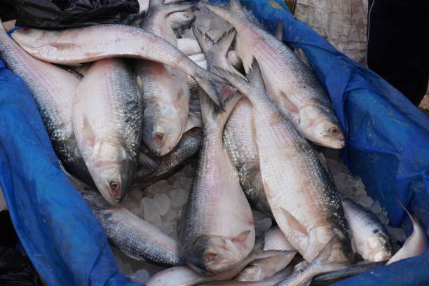 istock Hilsa fish have been found in the fish market 2191771948