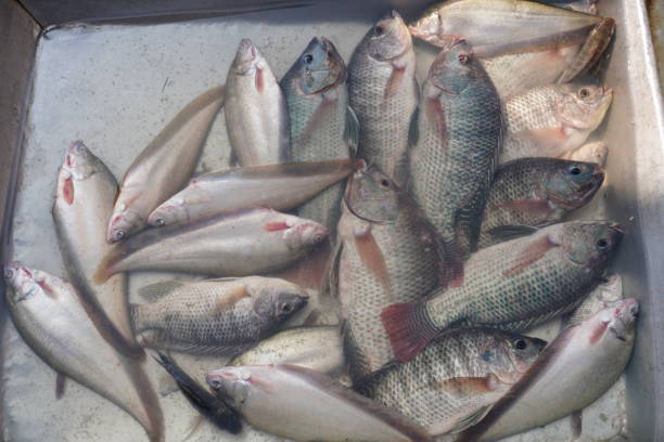 istock Tilapia and river foli fish in the fish market 2191771971