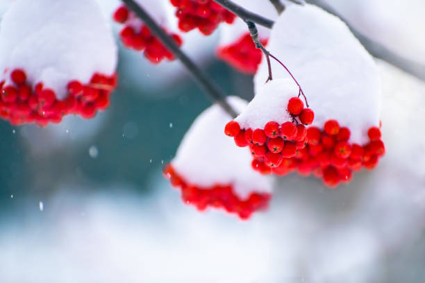 istock Red rowan berries covered in snow during snowfall 2191772117