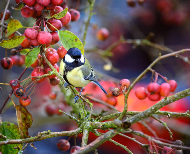 istock Great Tit bird sitting on a apple tree branch 2191772436