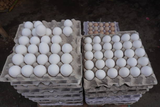 istock Eggs are organised in the paper tray 2191772481