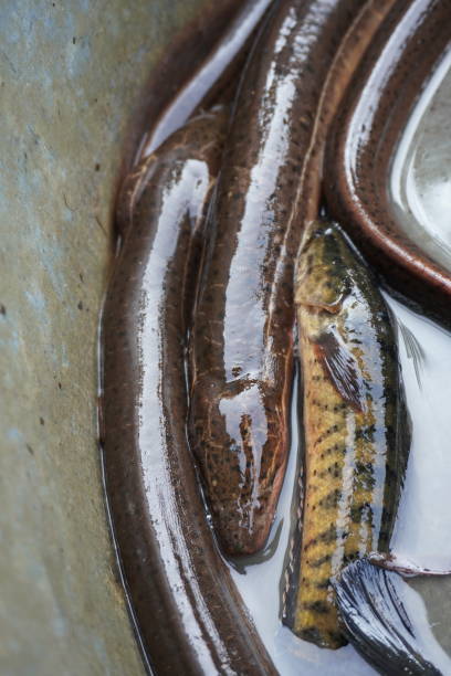istock Asian swamp eel in close up 2191772519