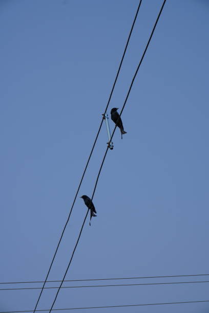 istock Two drongo birds are sitting on the wire 2191772597