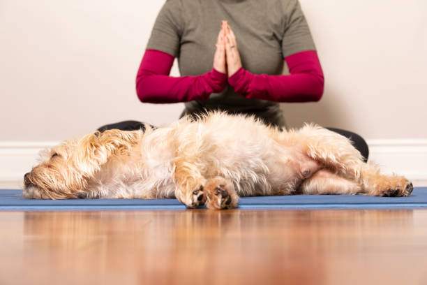 istock Woman meditating on a yoga mat while dog rests 2191772922