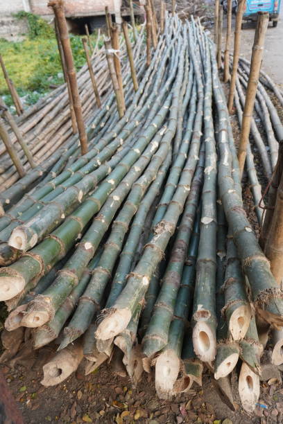 istock Green bamboos are found beside the roadside 2191773133
