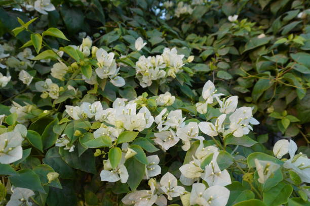 istock White Bougainvillea spectabilis is blooming on its plant 2191773154