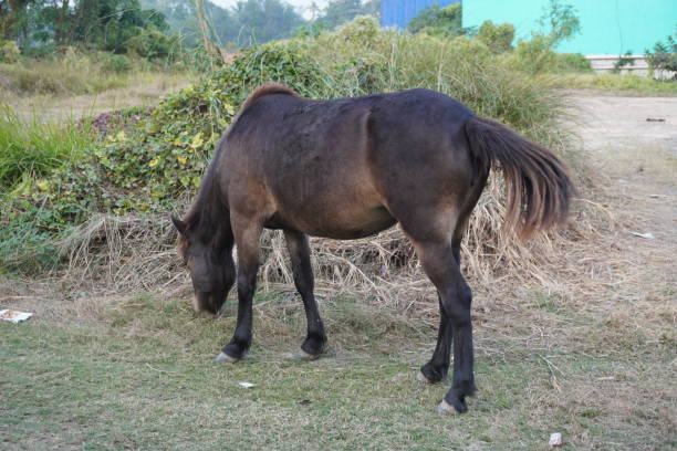 istock The hucul pony is shaking his tail while eating grass 2191773207