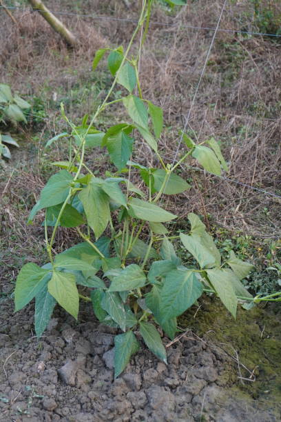 istock Yardlong bean plant in the agricultural field 2191773440