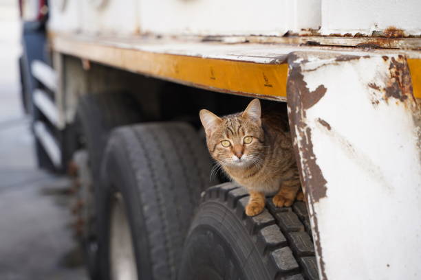 istock Surprised brown cat standing on truck wheel 2191774534