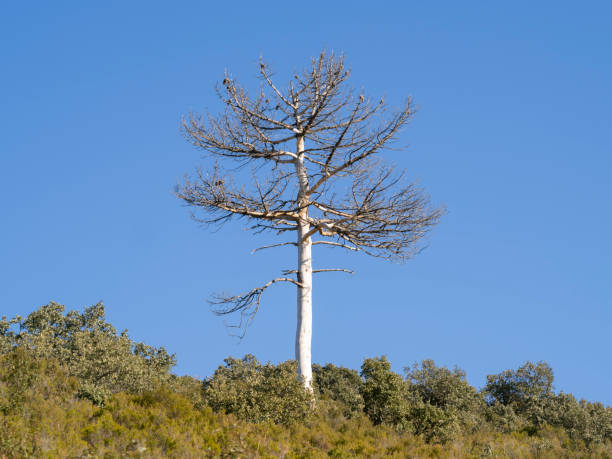 Solitary dry pine. Sierra de Francia. Spain