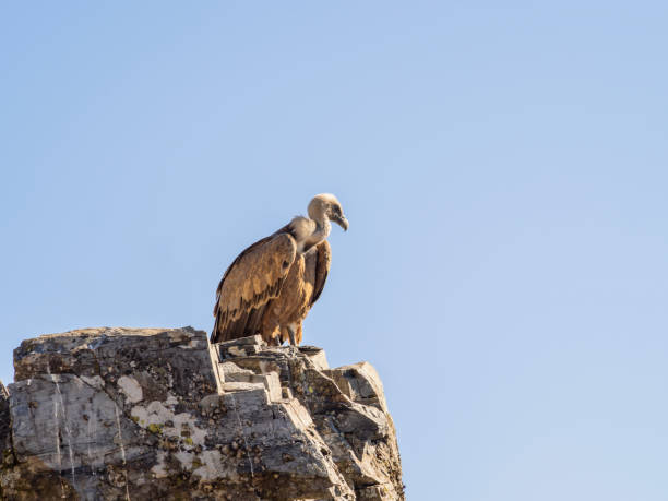 istock Vulture on top of a cliff. Sierra de Francia. Spain 2191774936