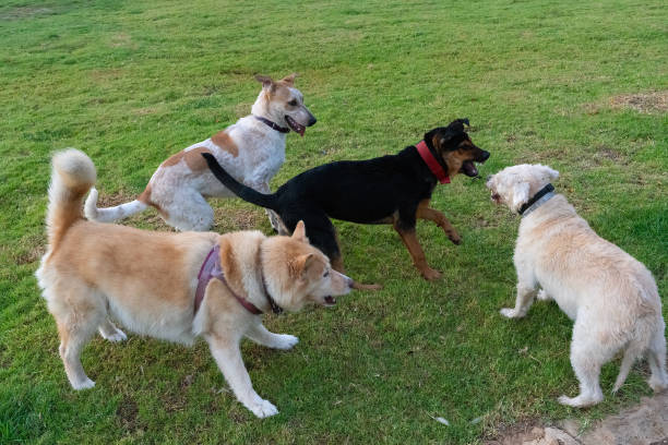 istock Dogs Playing on a Lawn 2191775038