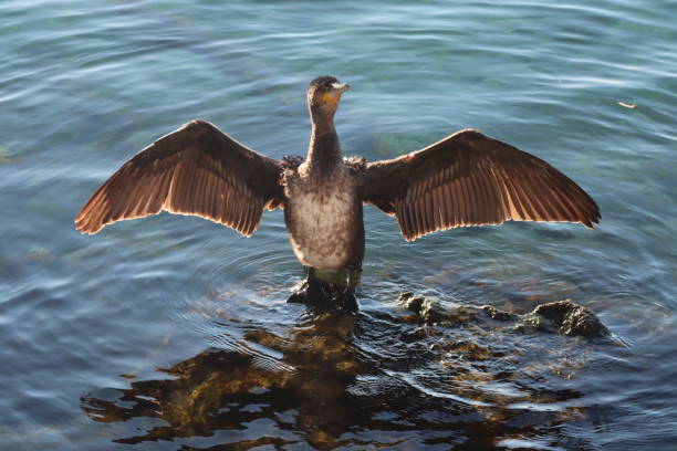 istock Cormorant drying its wings on a rock in the sea 2191777882