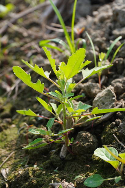 istock Tiny White goosefoot in close up 2191778944