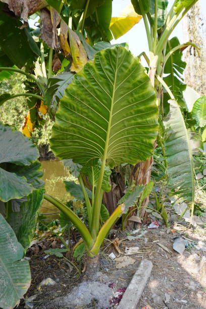 istock Big Taro leaf in its plant beside a abandoned lake 2191779405