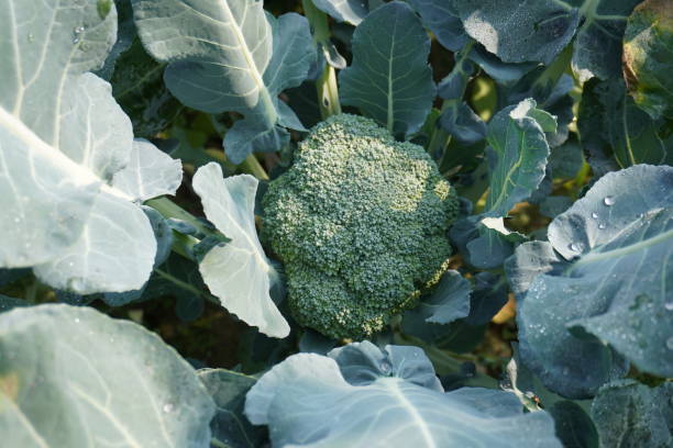 istock Brocolli inside its plant in close up 2191779778