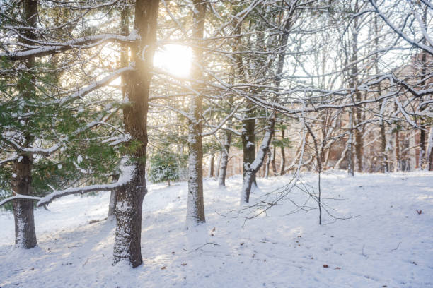 This is a photograph of snow on the ground by a forest in Prospect Park Brooklyn on a winter day in New York City.