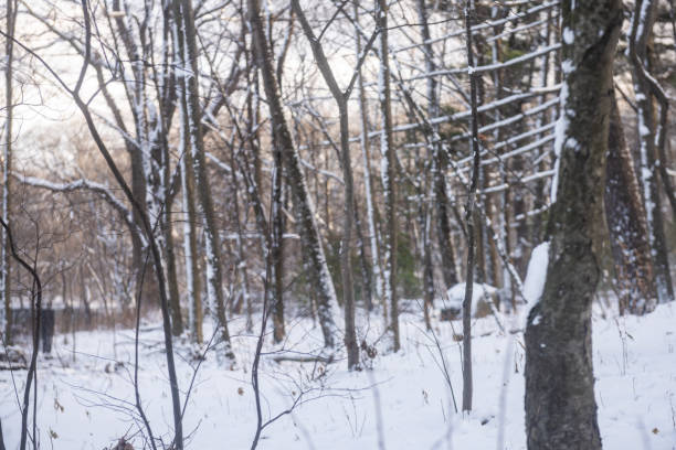 This is a photograph of snow on the ground by a forest in Prospect Park Brooklyn on a winter day in New York City.