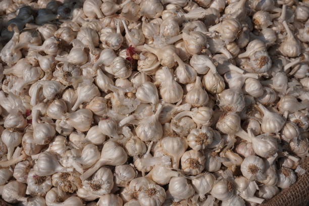 istock Garlics have been kept on the basket for selling 2191781537
