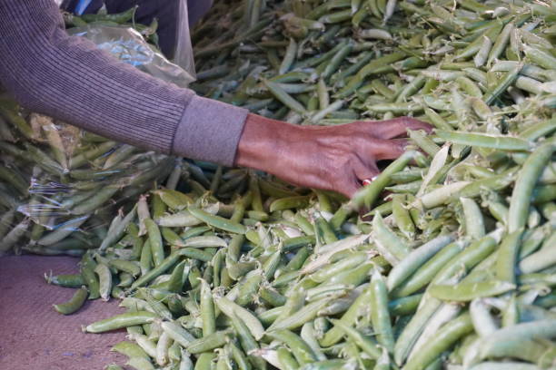 istock The man is pouring green peas into a plastic bag 2191781611