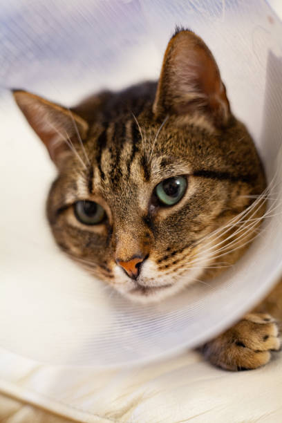 istock A very sad cat after an surgery 2191781750