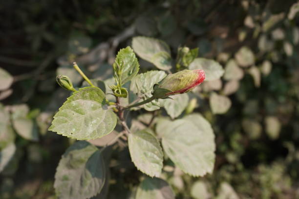 Hibiscus flower bud on its plant in close up