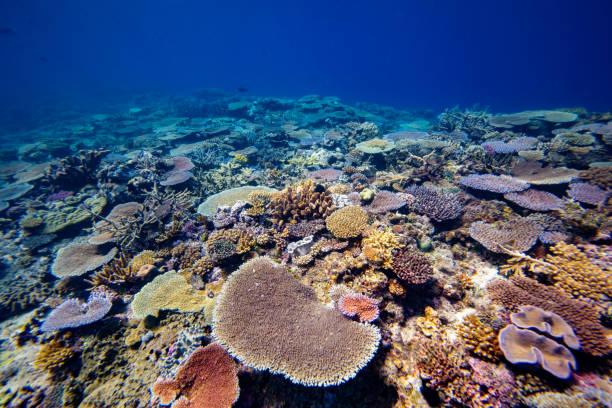 istock Colorful pristine hard coral reef 2191782506