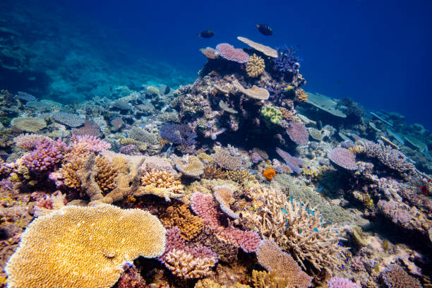 istock Colorful pristine hard coral reef 2191782674