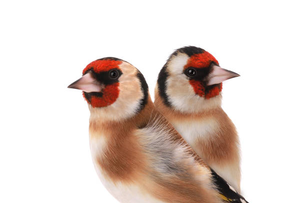 istock goldfinch isolated on a white background 2191784379