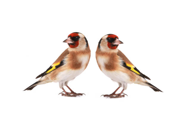 istock goldfinch isolated on a white background 2191784381