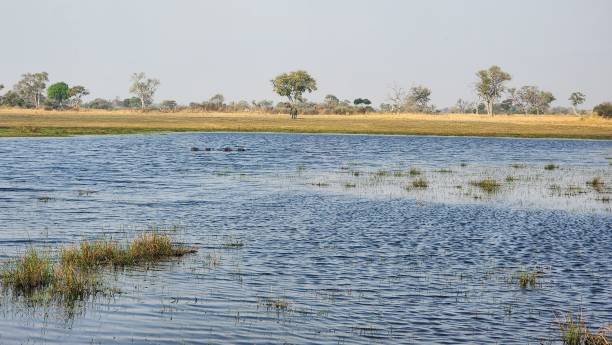 istock Botswana Horse Safari Okavango Delta 2191784642