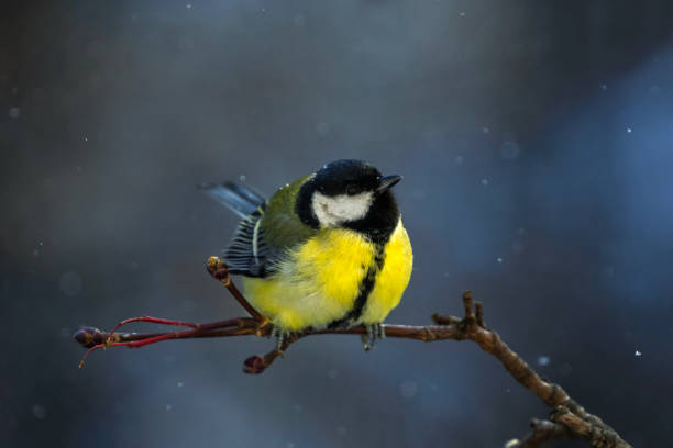 istock small plump tit bird sits on a branch in a winter park on a branch under falling snow 2191785708