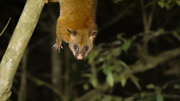 istock night shot of a coppery brushtail possum hanging from a tree trunk 2191786344