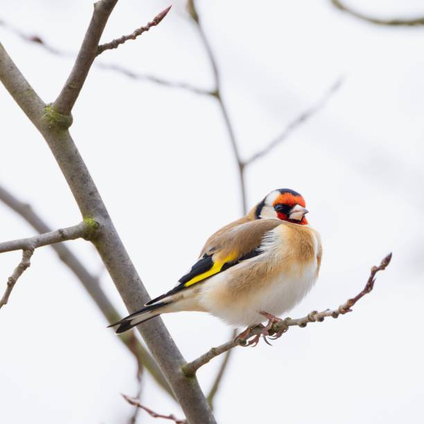 istock European goldfinch on a tree branch. 2191786351