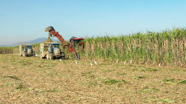 istock sugar cane harvester and tractors harvesting sugar cane 2191786362