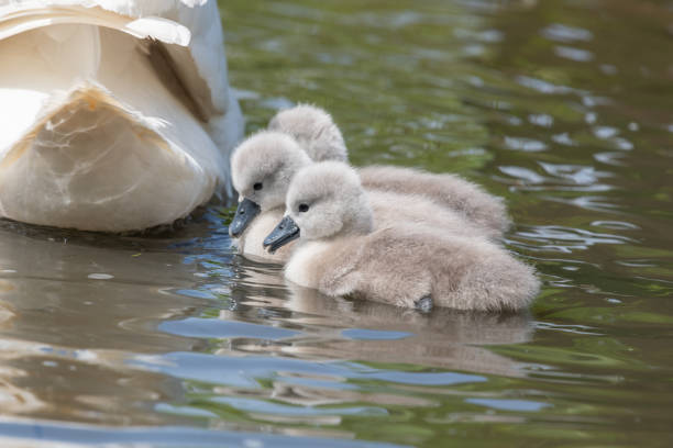 Close up of newborn mute swan (cygnus olor) cygnets swimming in the water