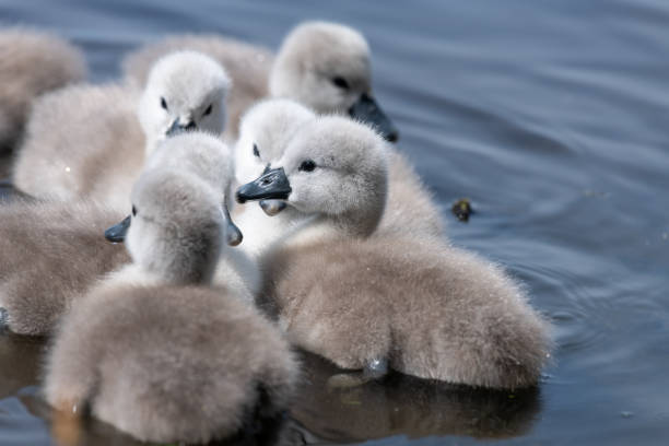 istock Mute swan (cygnus olor) cygnets 2191786388