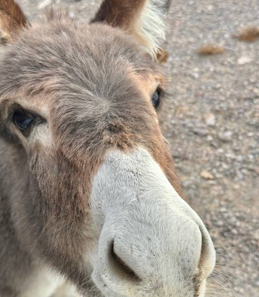A donkey or burro is a domesticated equine.
