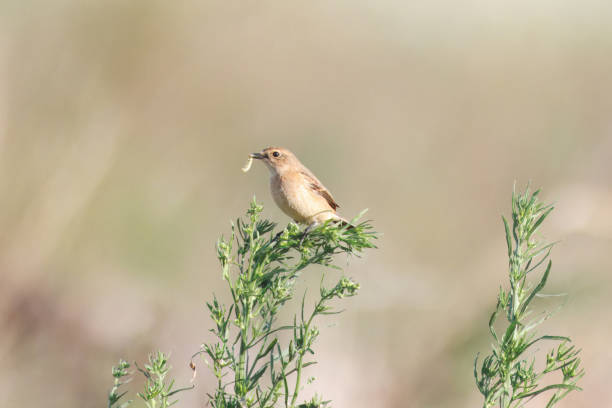 istock Siberian Stonechat perching on a weed in the Japanese autumn field. 2191786973