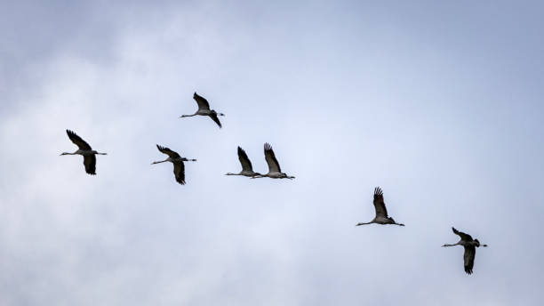 istock Large group of cranes on their migration to the south 2191786988