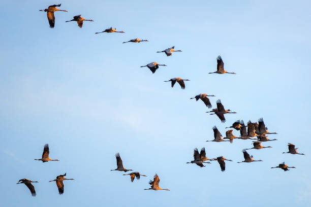 istock Large group of cranes on their migration to the south 2191787023