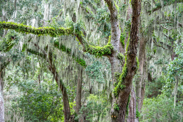 istock An old live oak tree draped in Spanish Moss in the Southern US. 2191787151