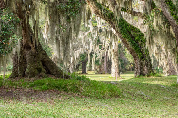 istock An old live oak tree draped in Spanish Moss in the Southern US. 2191787163