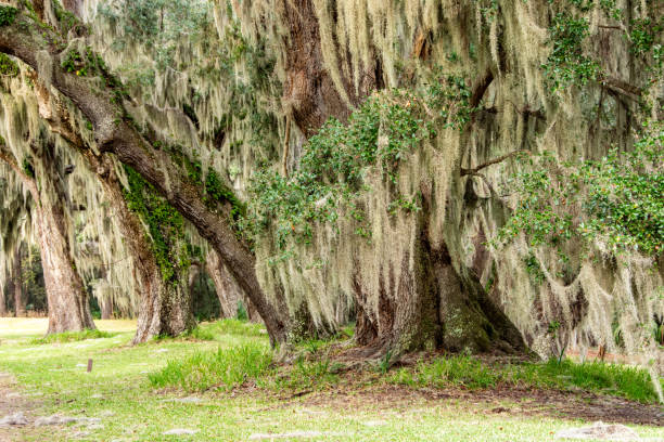 Spanish Moss-Jungle Gardens, LA