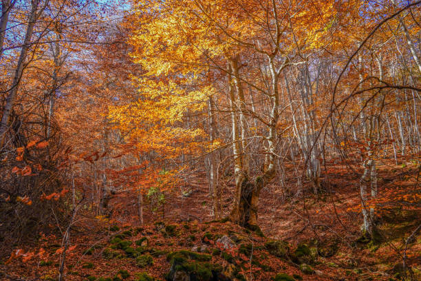 istock the colorful autumn in a beech forest 2191788817