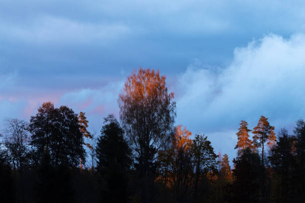 Tree tops lighten by last light during an autumnal sunset with dark rain clouds in Estonia, Northern Europe