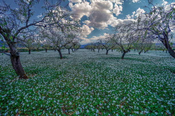 almond trees surrounded by white flowers